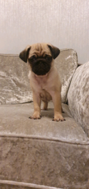 pugs for sale east midlands